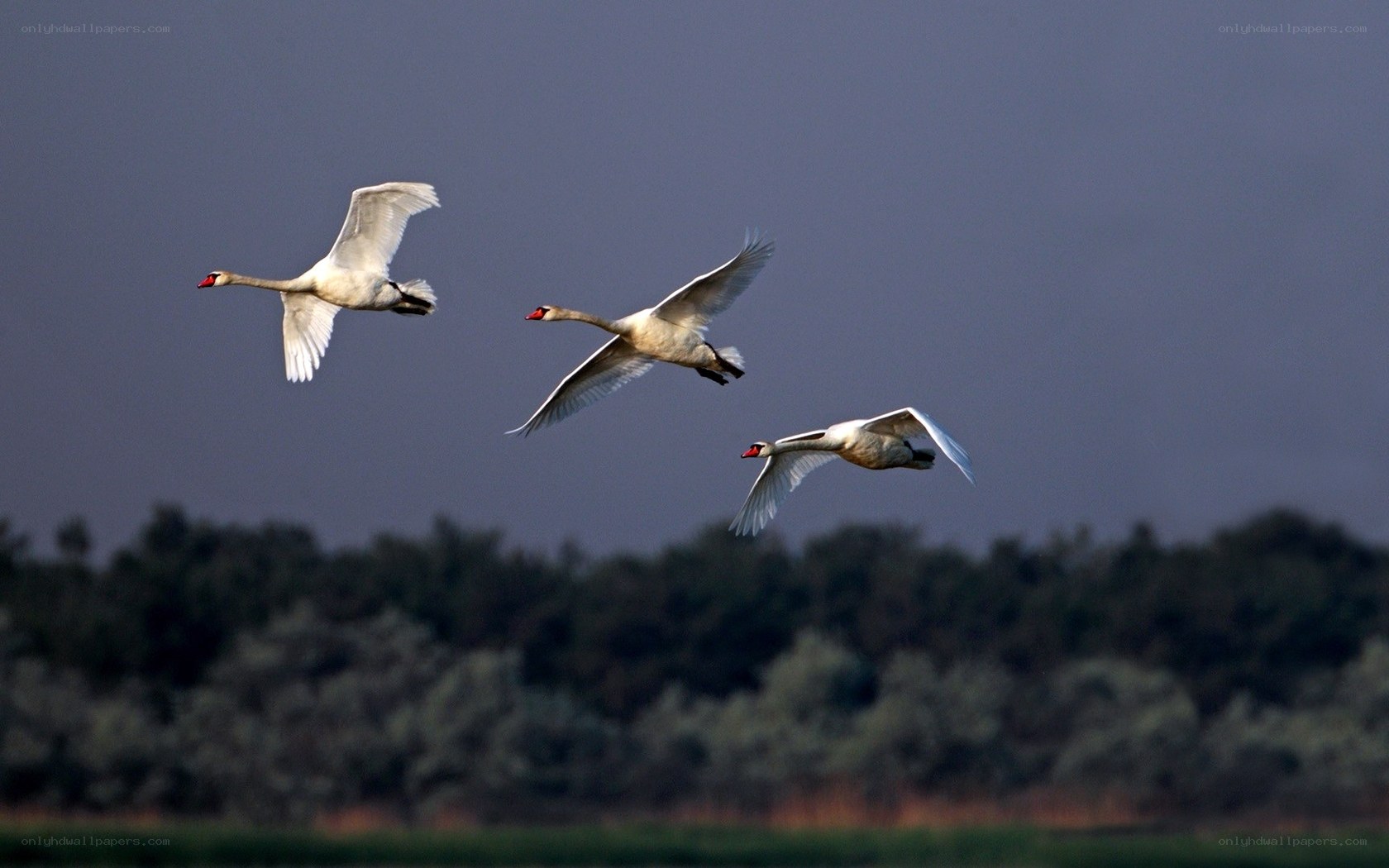 swans in flight over trees