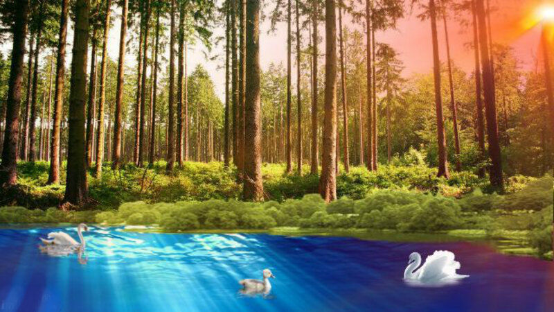 Swans in Forest Pond