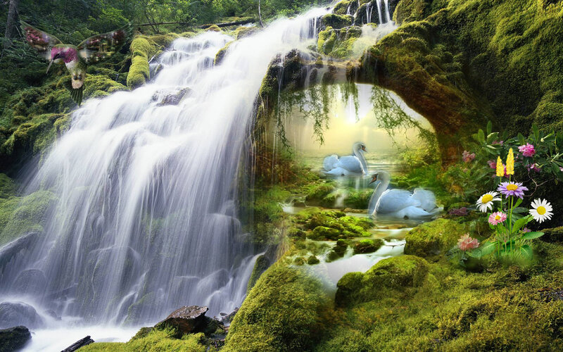 Swans in Forest Stream