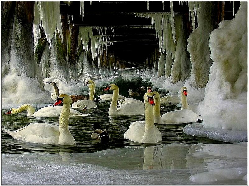 Swans in Icy Water