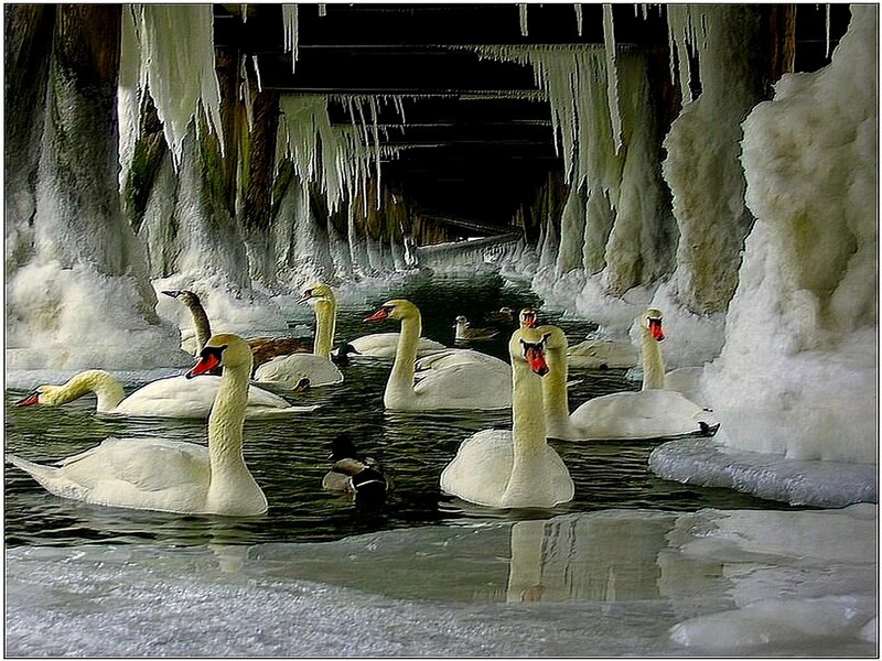 Swans in Icy Water — White, Cold