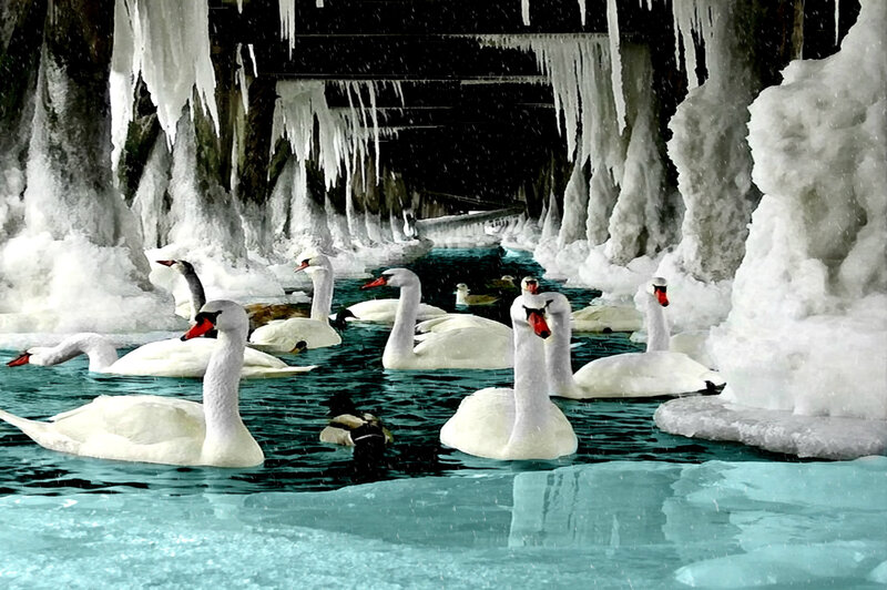 Swans in Icy Water — White, Cold, Winter, Photograph