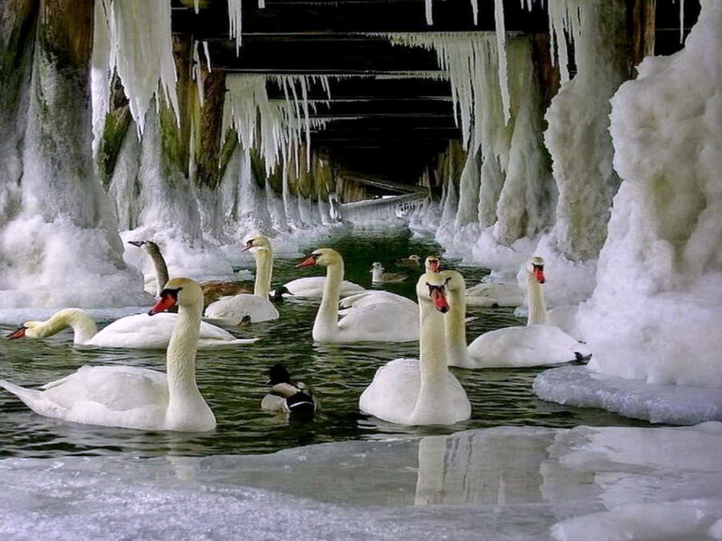 Swans in Icy Water — White, Cold, Winter