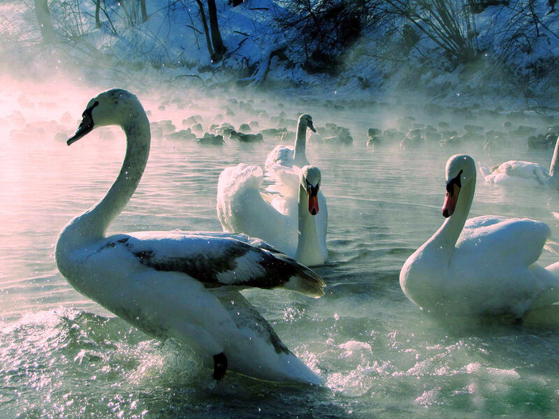 Swans in Icy Water — White