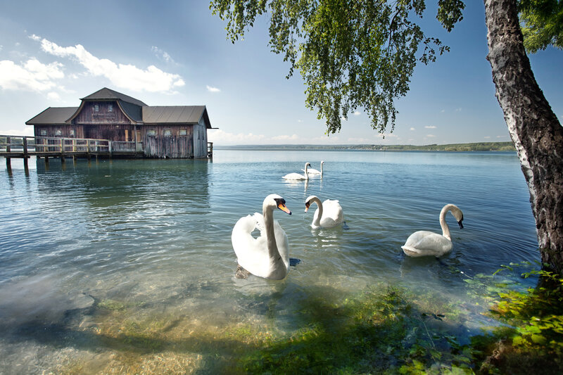 Swans in Lake