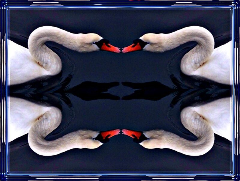 Swans in mirror reflection