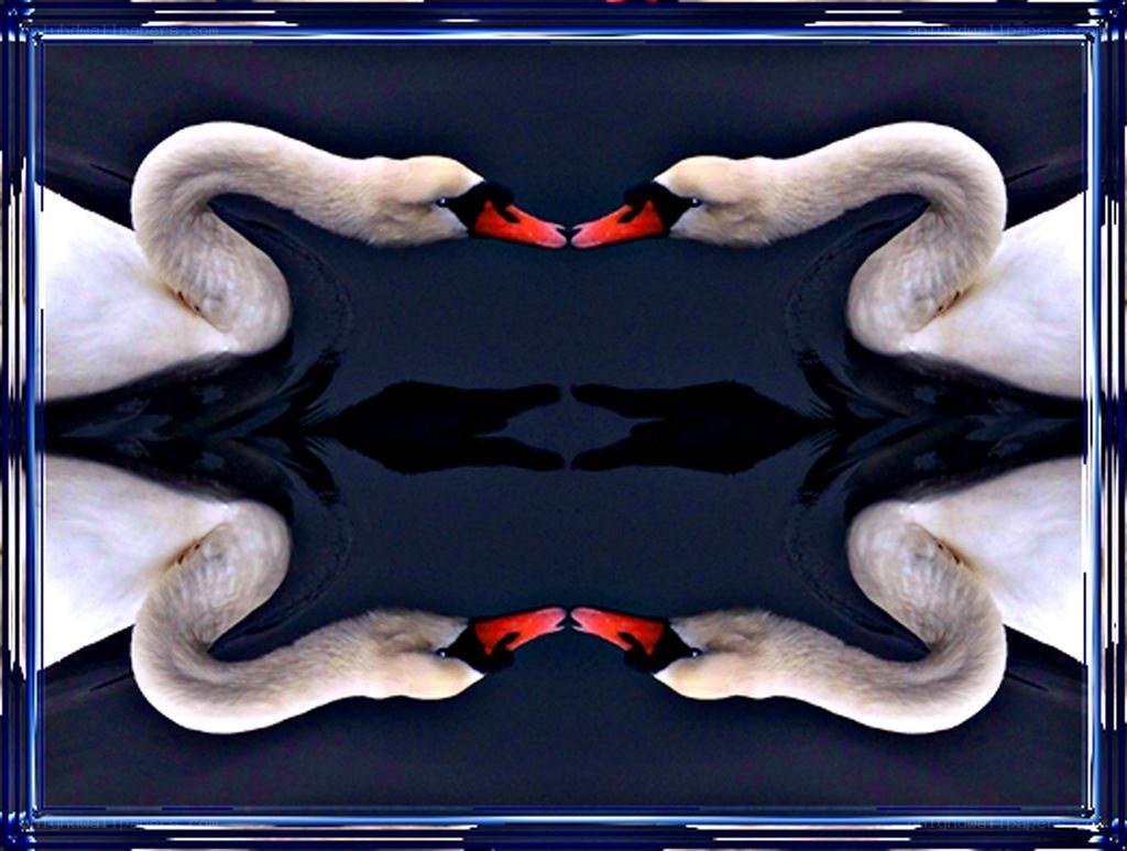 Swans in mirror reflection