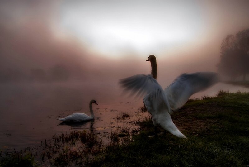 Swans in Misty Morning