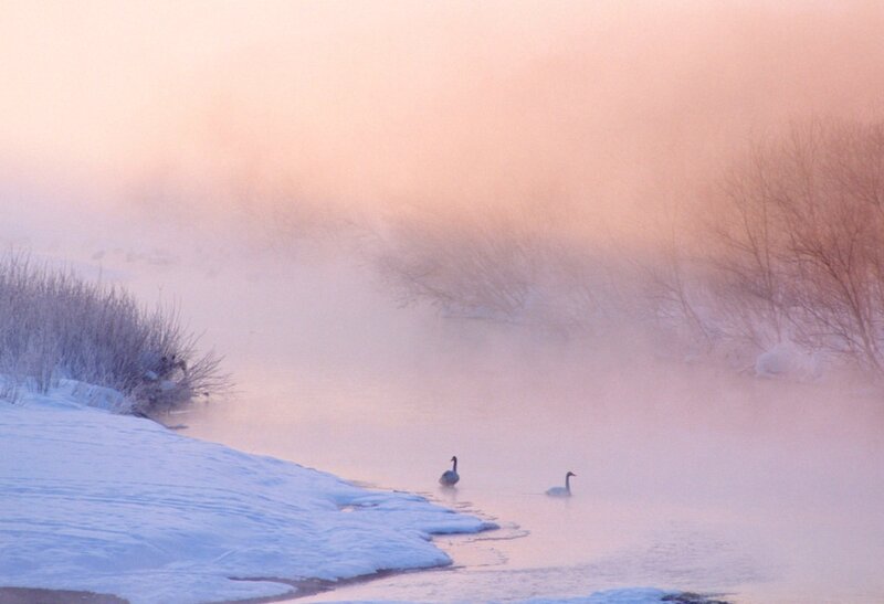 Swans in Misty River