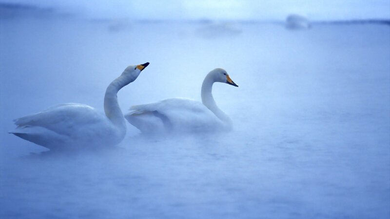 Swans in misty water