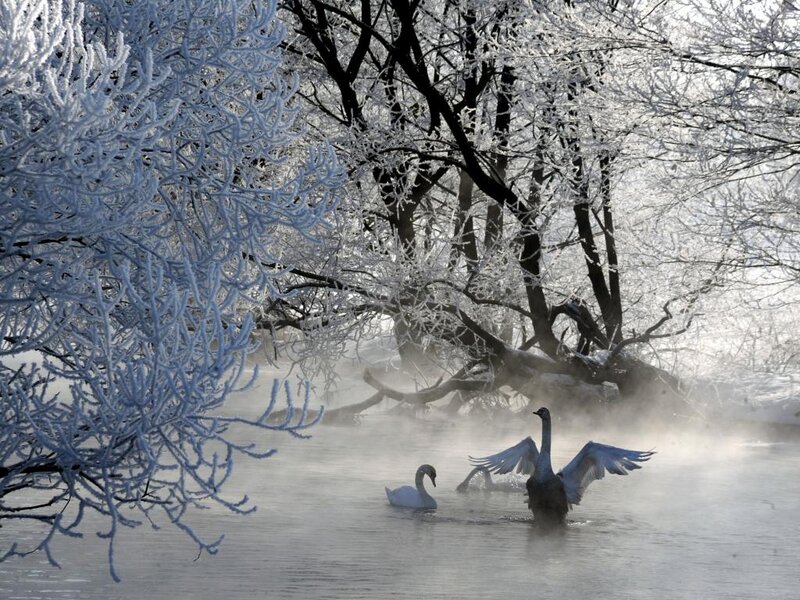 Swans in Misty Water — White