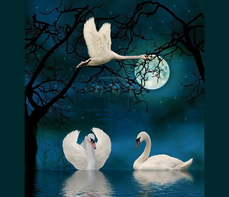 Swans in Moonlight