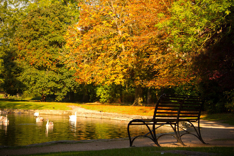 Swans in Pond — Green, Serene, Autumn
