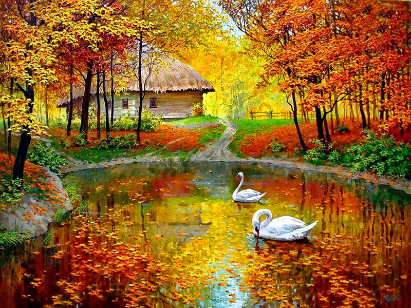 Swans in Pond — Orange