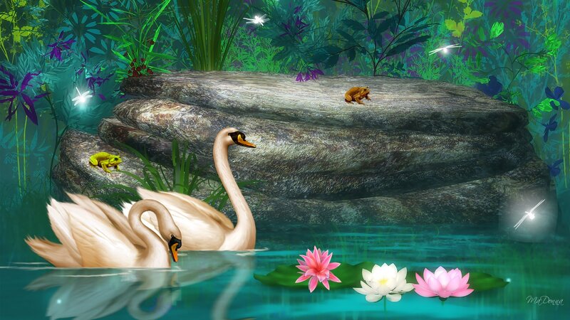 Swans in Pond