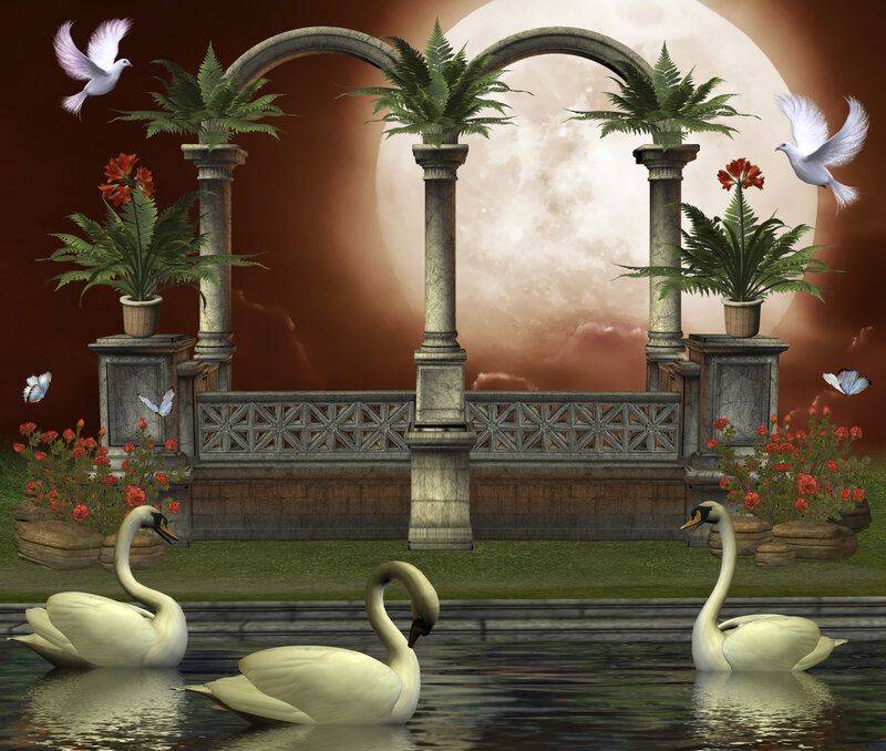 Swans in Pond — White