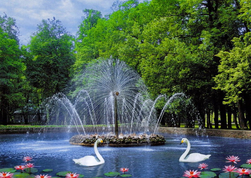 Swans in Pond with Fountain
