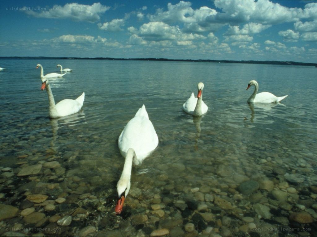Swans in shallow water