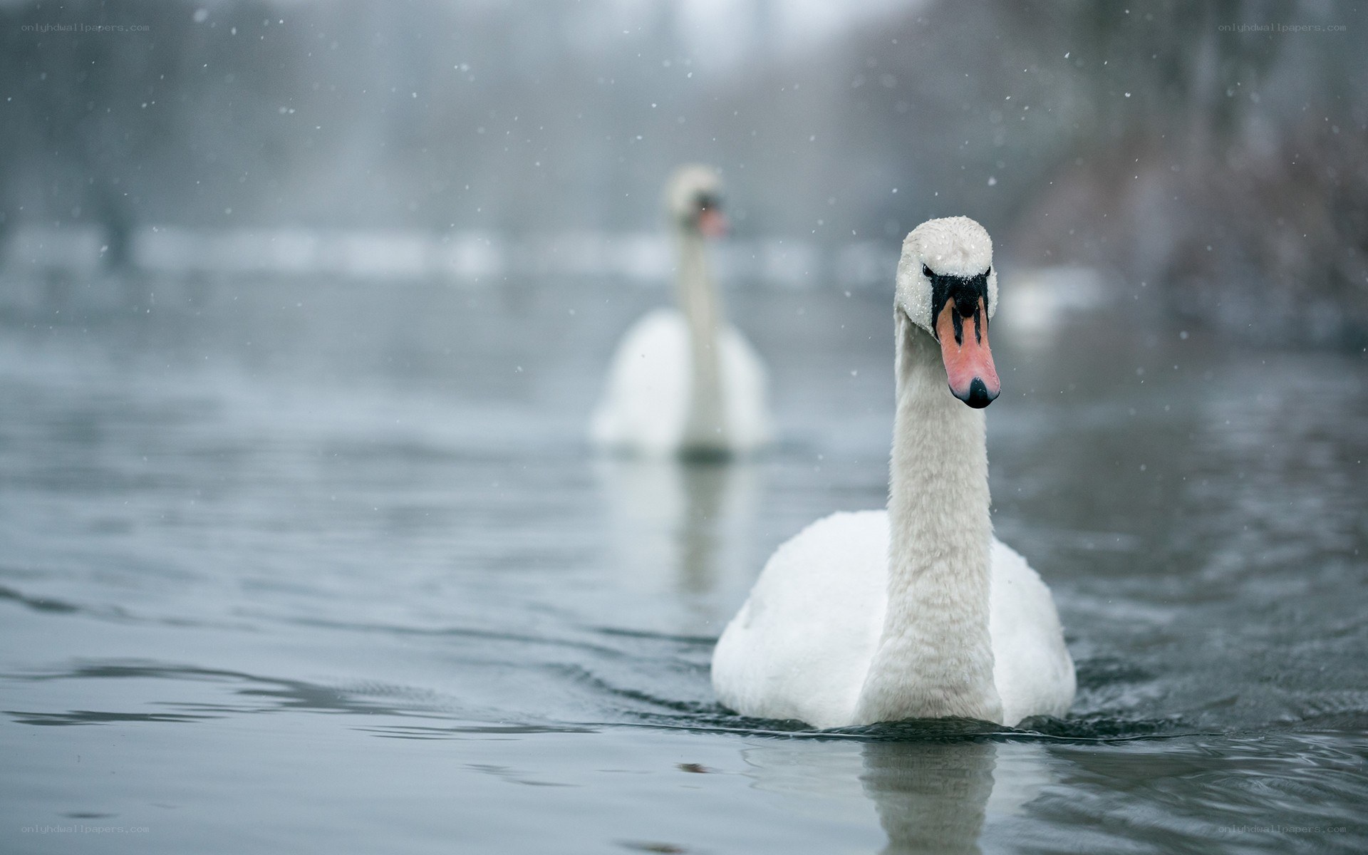 Swans in snowy weather