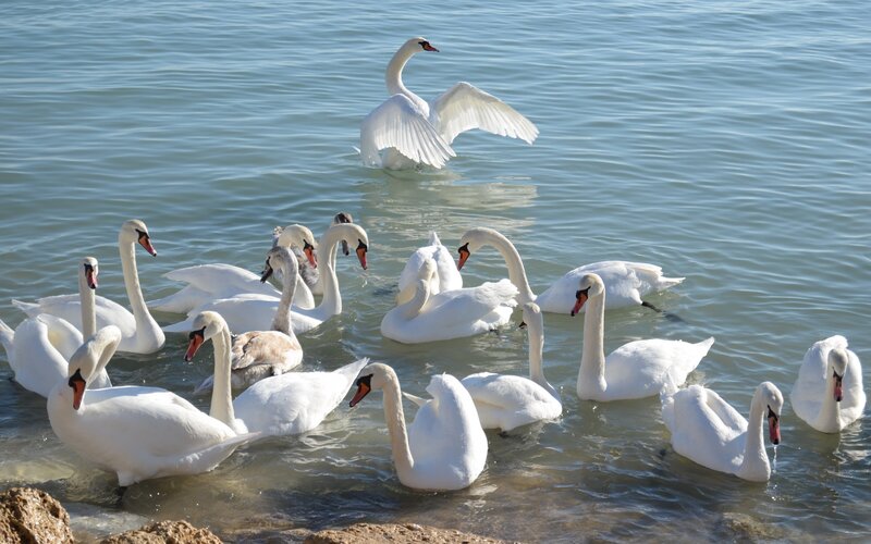 Swans in the Water