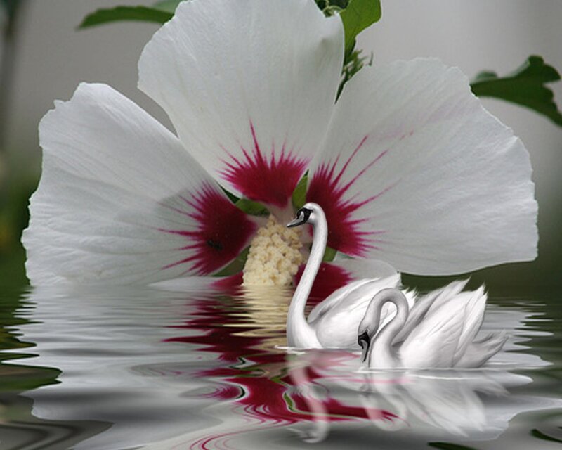 Swans in Water — White, Serene, Photograph