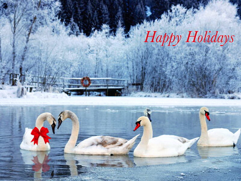 Swans in Winter Pond