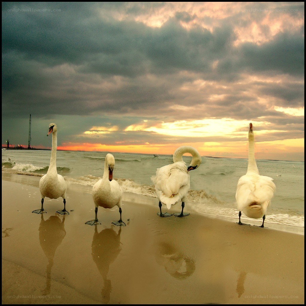 swans on a beach at sunset