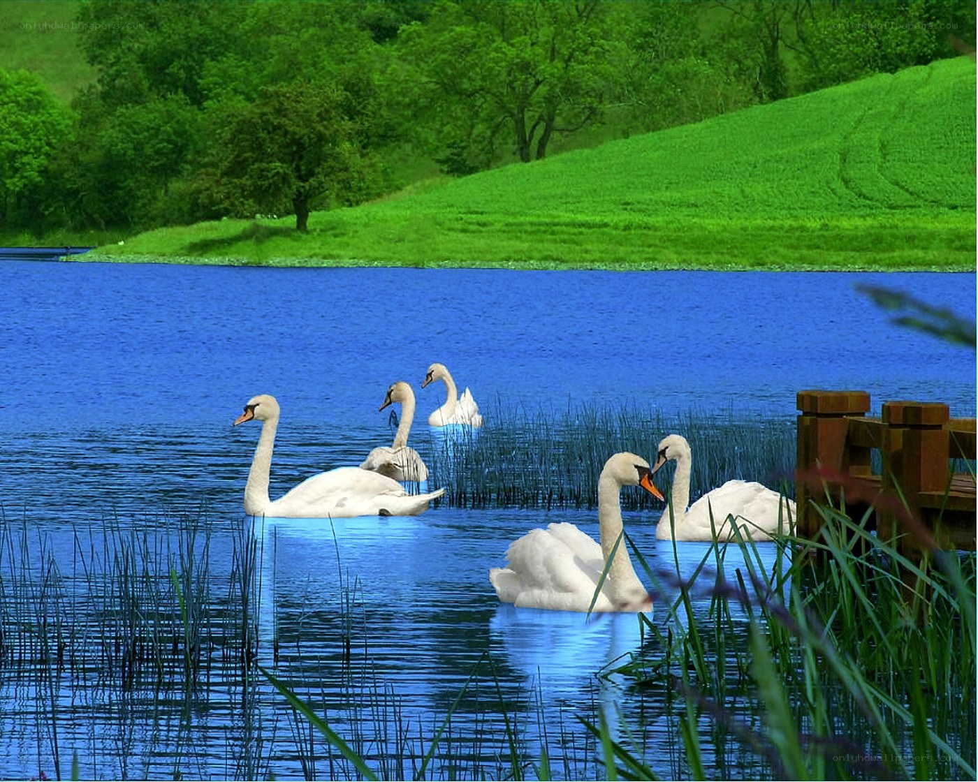 Swans on a blue lake