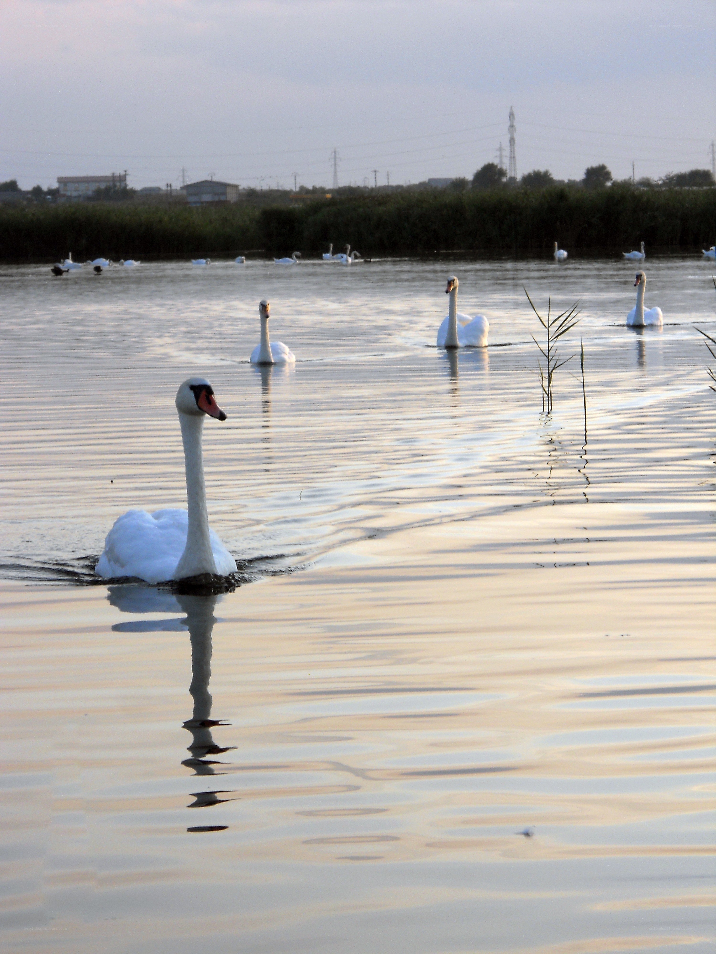 Swans on a calm lake
