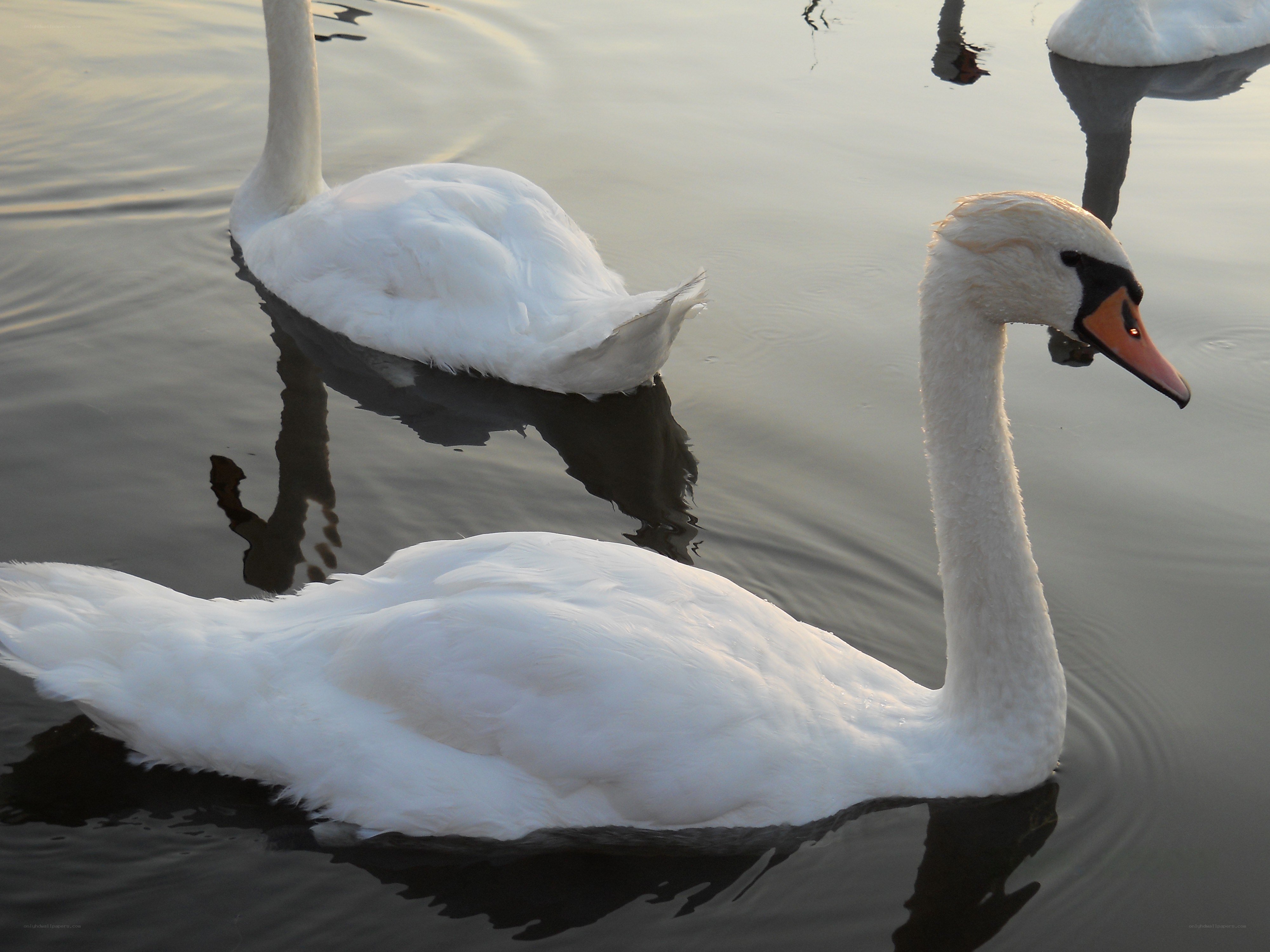 Swans on a calm lake