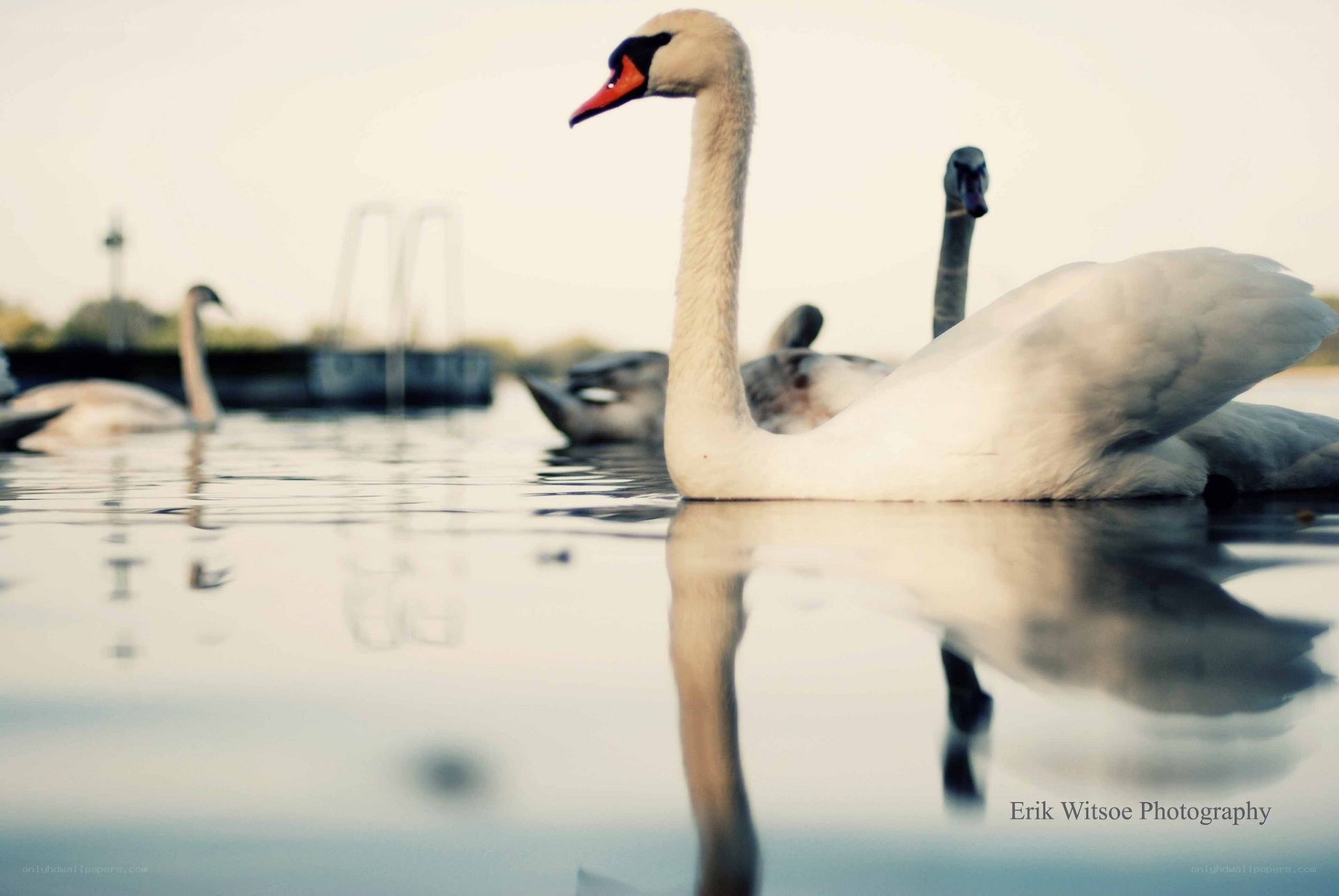 Swans on a calm lake