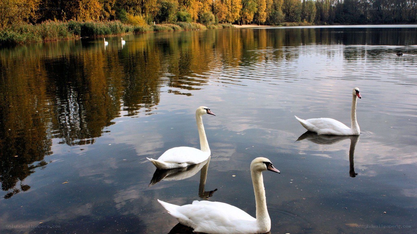 Swans on a calm lake