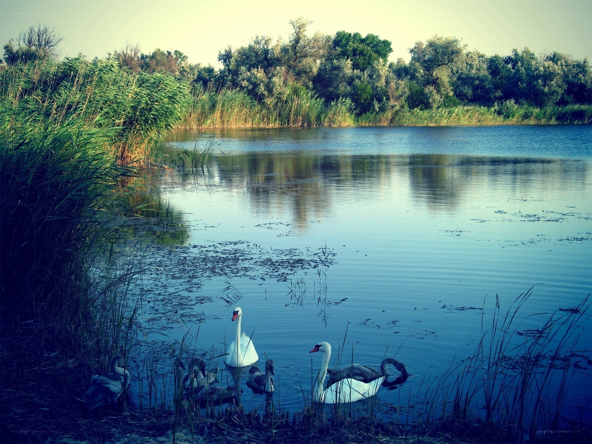 Swans on a calm lake