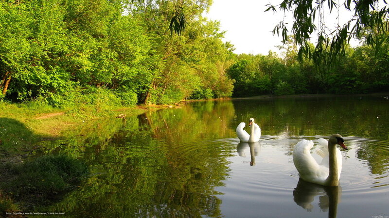 Swans on a calm lake