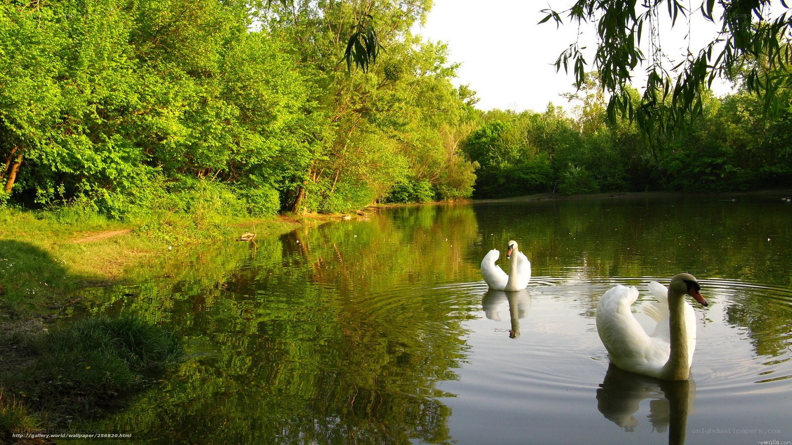 Swans on a calm lake
