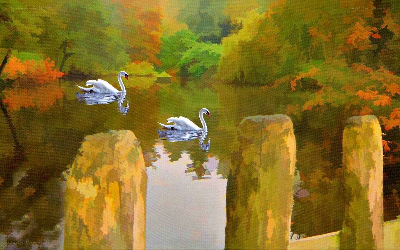 Swans on a calm lake