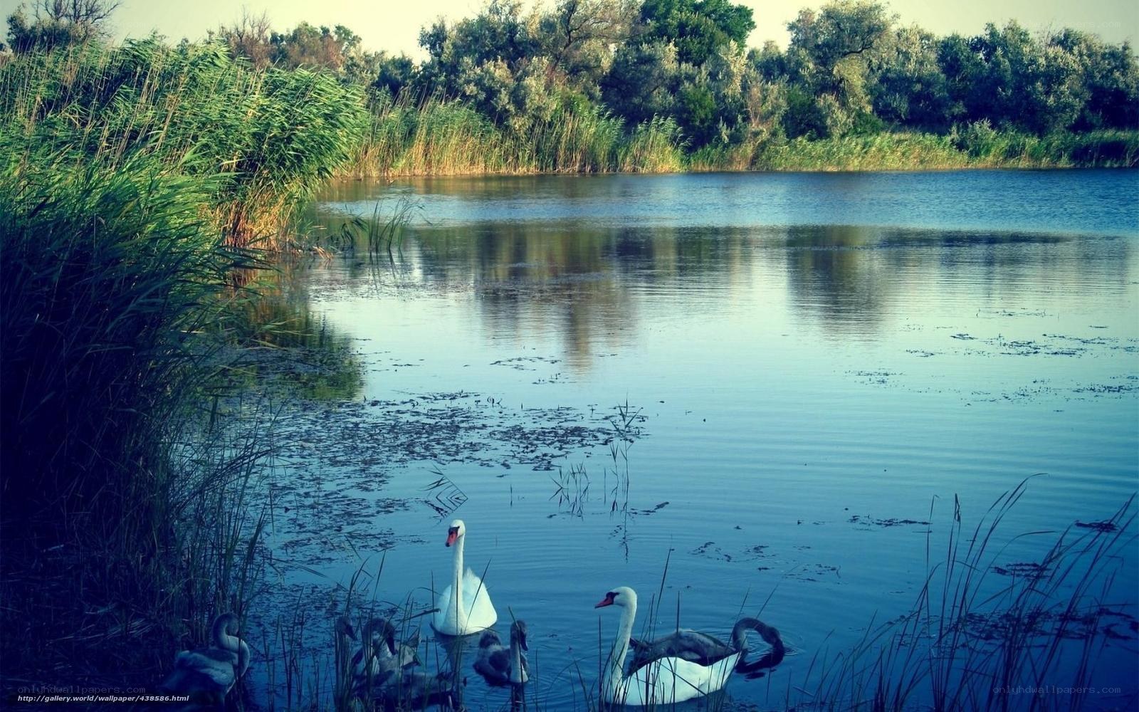 Swans on a calm lake