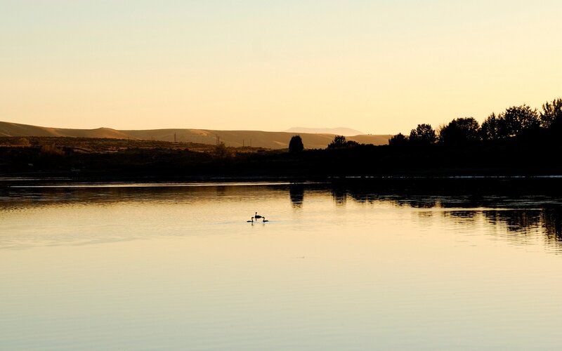 Swans on a calm lake at sunset