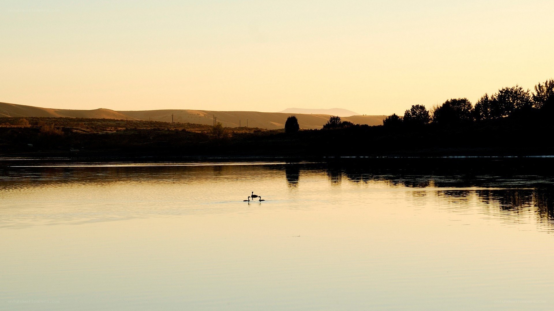 Swans on a calm lake at sunset