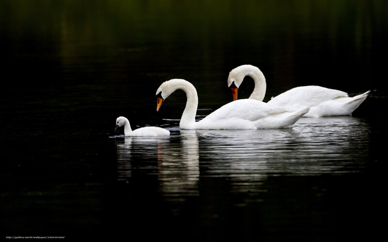 Swans on a calm lake