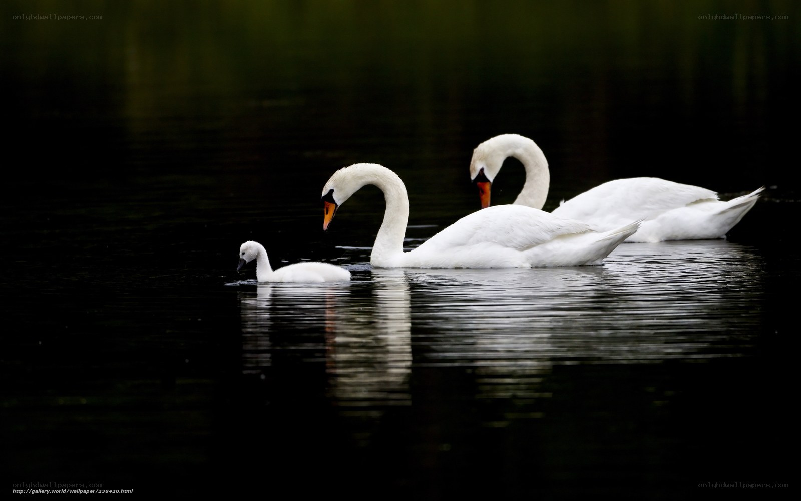 Swans on a calm lake