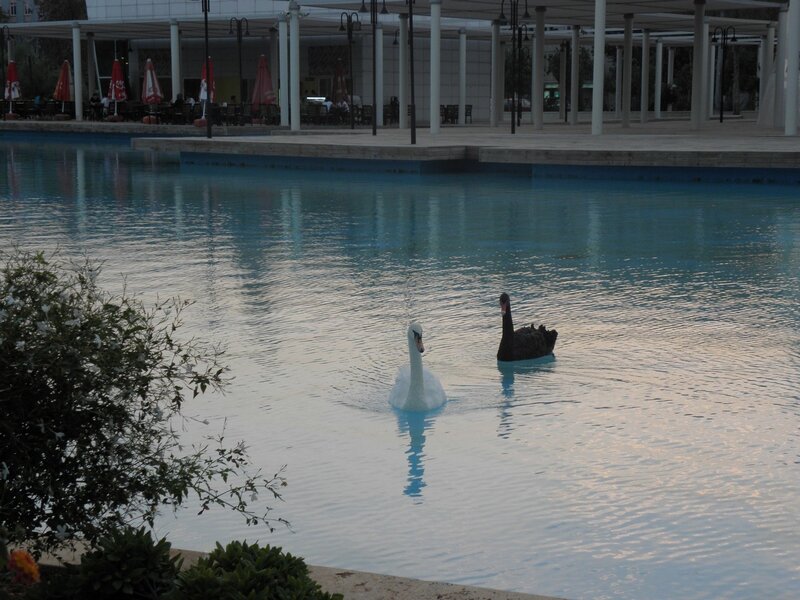 Swans on a calm pond
