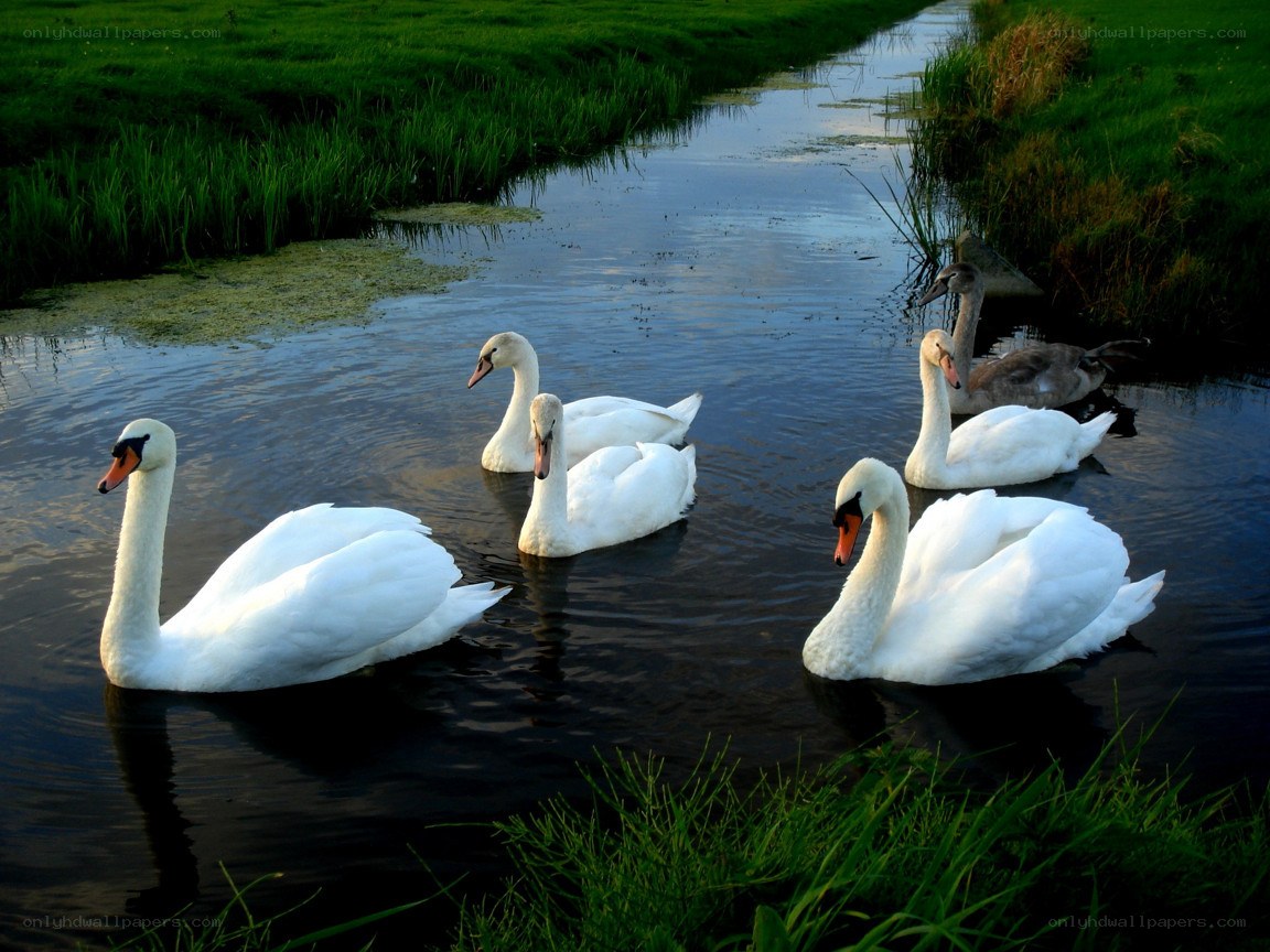 Swans on a calm river