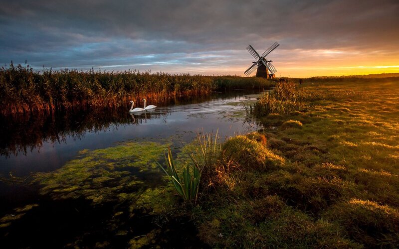 Swans on a Canal — Green, Serene, Sunset