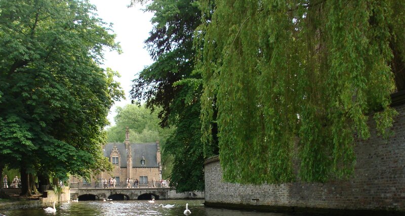 Swans on a Canal — Green, Serene