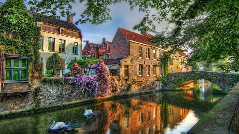 Swans on a Canal