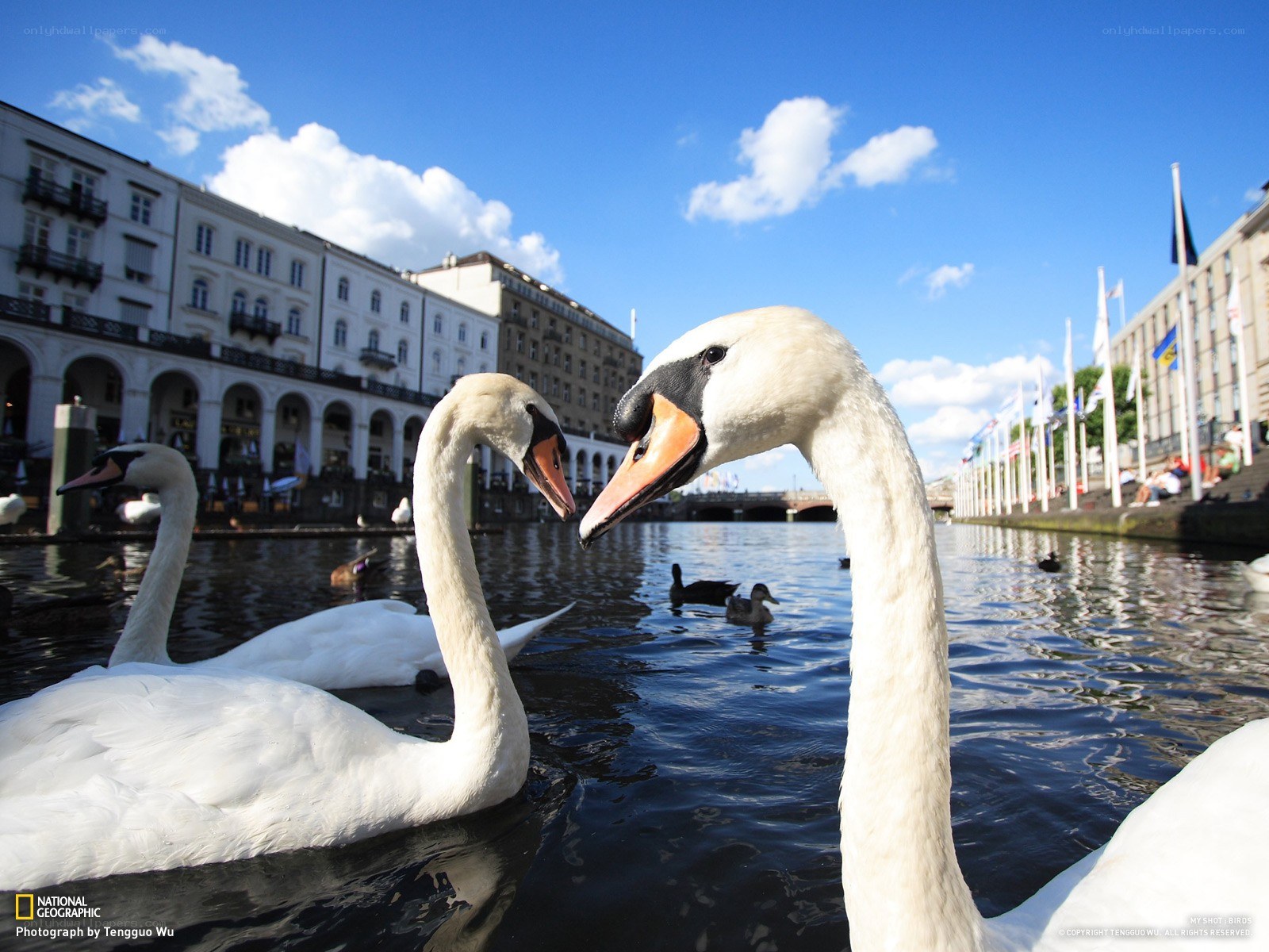 Swans on a city canal