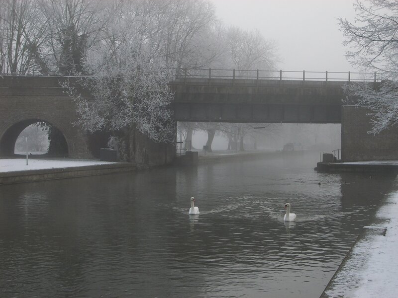 Swans on a foggy canal