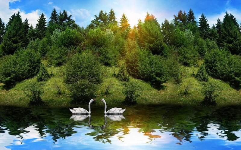 Swans on a forest lake