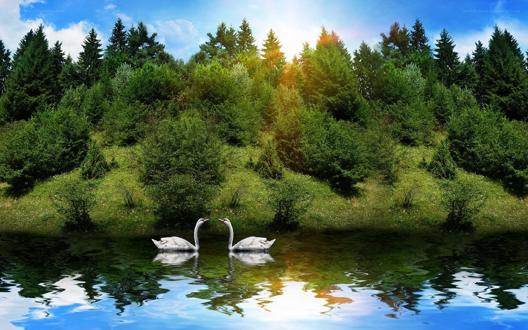 Swans on a forest lake
